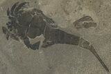 Fossil Eurypterus (Sea Scorpion) Multiple - New York #369274-1